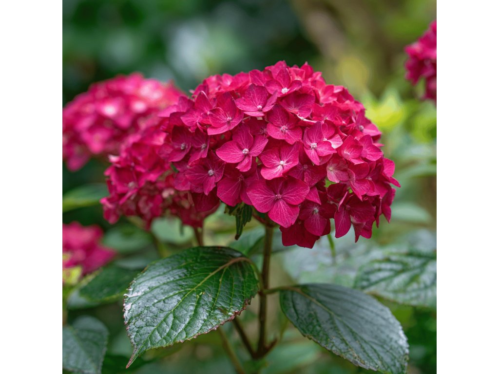 hortenzie velkolista hydrangea macrophylla red baron syty cerveny kvet v zahrade