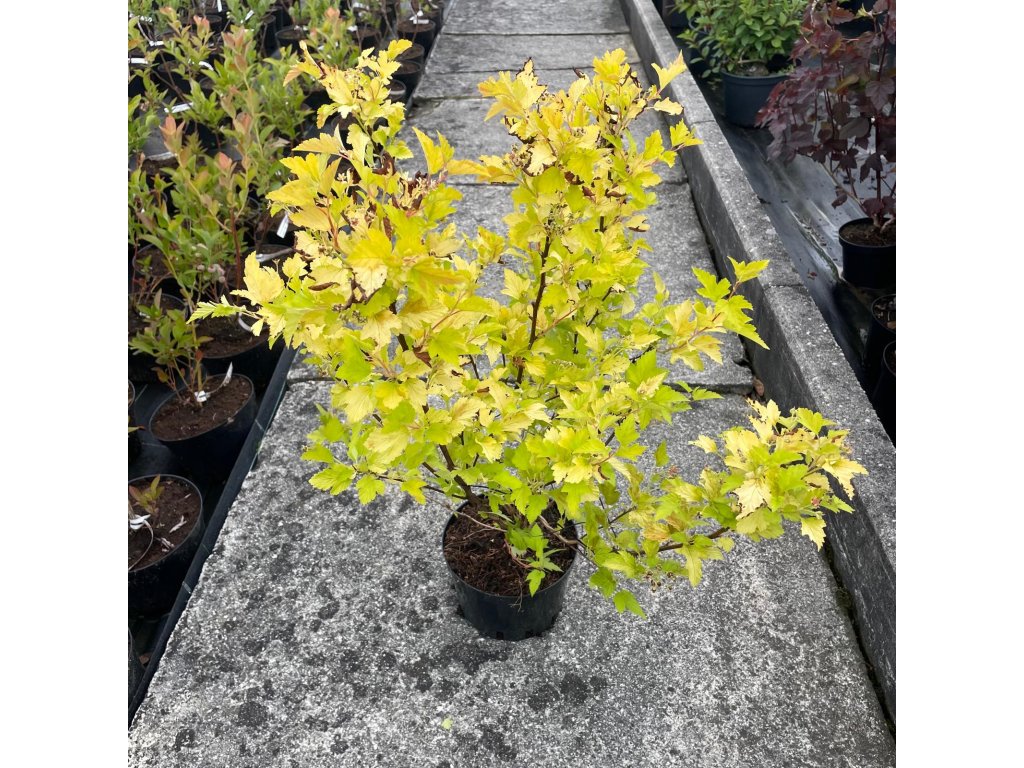 Tavola kalinolistá ‘Nugget’ (Physocarpus opulifolius ‘Nugget’) je kompaktnější zlatožlutý kultivar, který drží výšku okolo 1,5–2 m. Jarní listy přecházejí z jasně žluté do světle zelené
