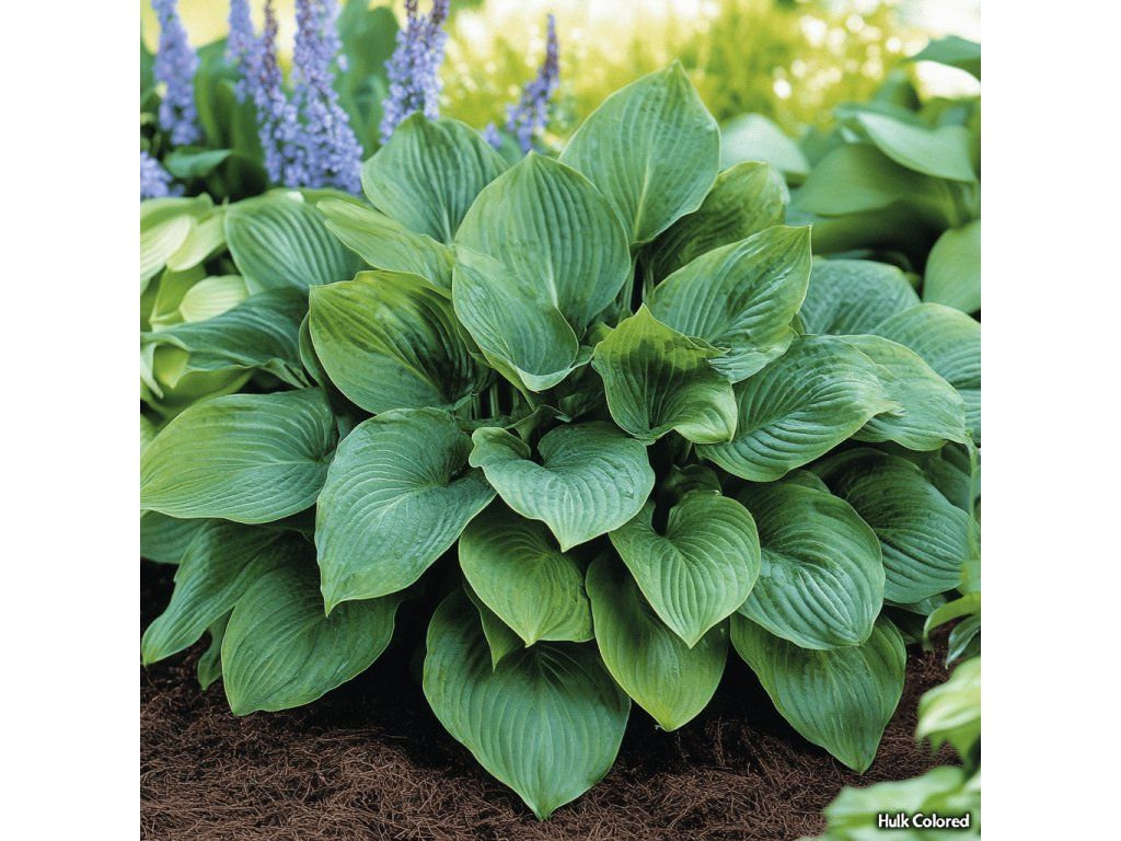 Bohyška (Hosta) „Hulk Colored“