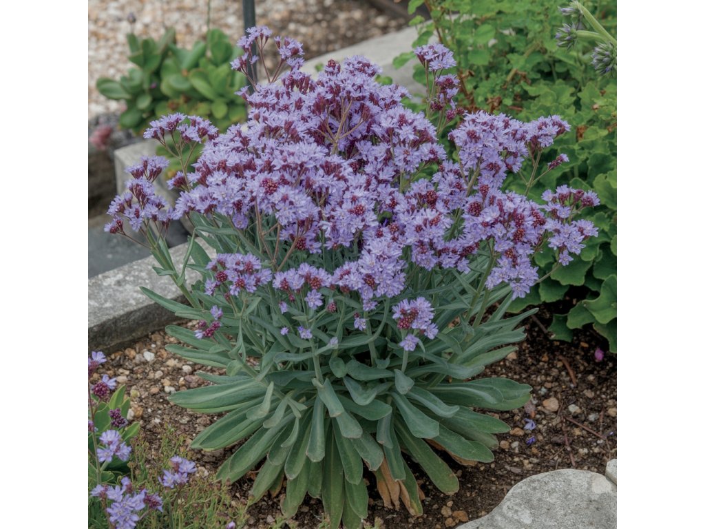 Limonka širokolistá (Limonium latifolium) vytvoří od července do září vzdušná, krajkovitá oblaka drobných fialovomodrých kvítků,