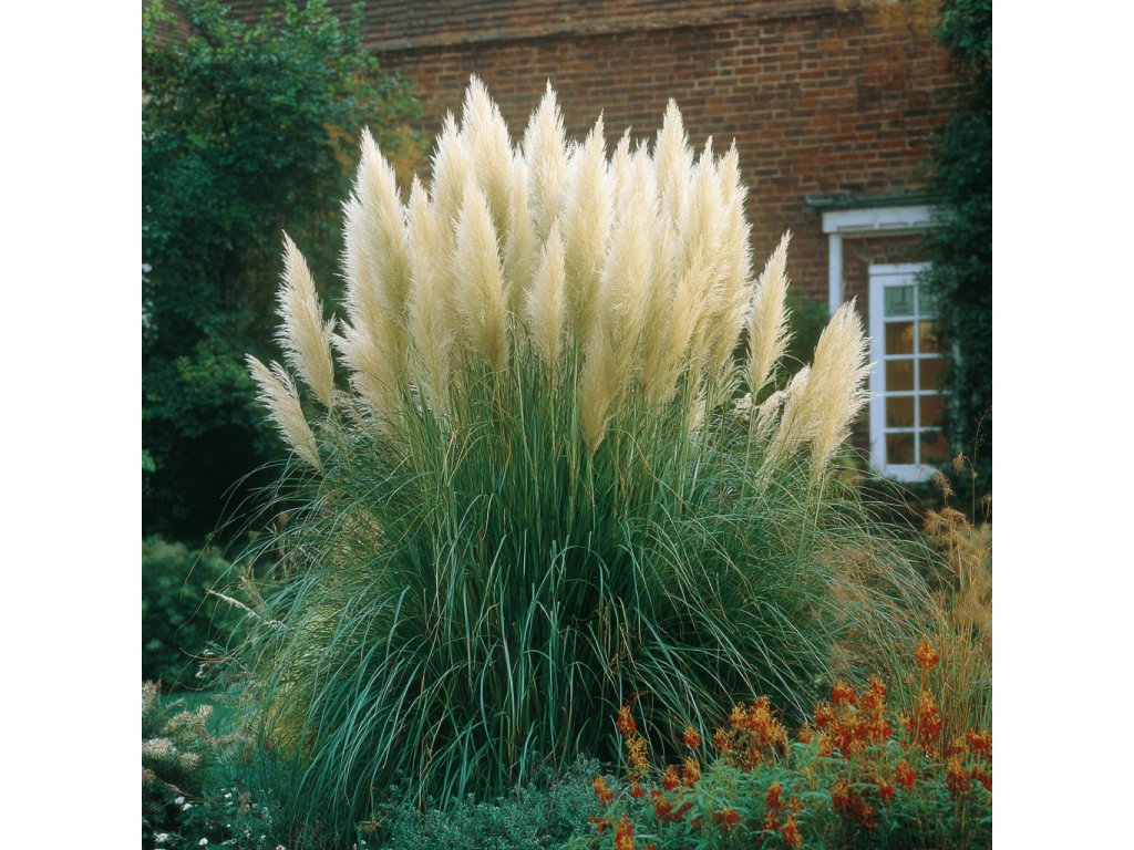 Pampová tráva (Cortaderia selloana) vytváří impozantní, až 2 m vysoké trsy úzkých, obloukovitých listů a od srpna do října je korunují velké stříbřitě bílé až krémové chocholy.