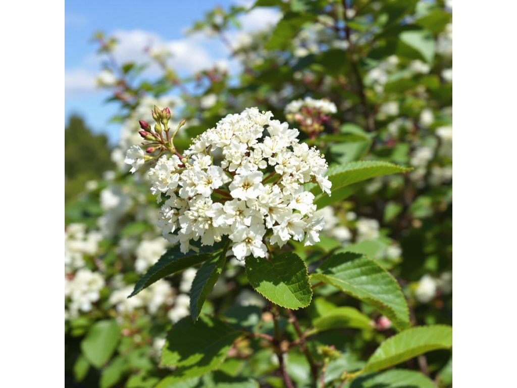 Kalina vrásčitolistá ‘Little Snowball’® (Viburnum rhytidophyllum ‘Little Snowball’®) je kompaktnější, poloopadavý až stálezelený keř
