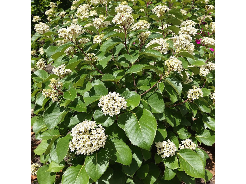 Kalina vrásčitolistá ‘Willowwood’ (Viburnum rhytidophyllum ‘Willowwood’) je stálezelený až poloopadavý keř, ceněný pro své výrazné, kožovité, tmavě zelené listy