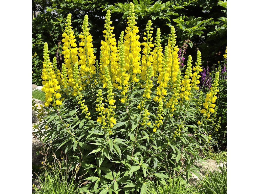 Lupina mnoholistá ‘Yellow’ (Lupinus polyphyllus ‘Yellow’) je výrazná, vytrvalá trvalka tvořící vzpřímené hrozny sytě žlutých květů.