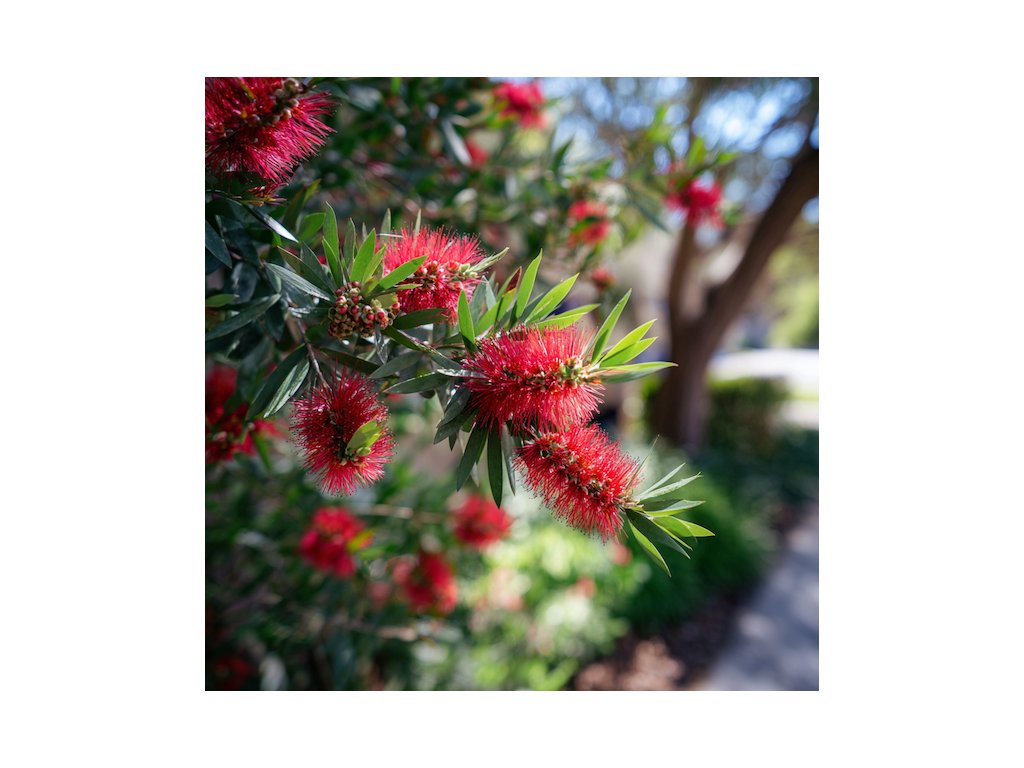 stetkovec callistemon better john cervene valcovite kvety a uzke stalezlene listy na keri