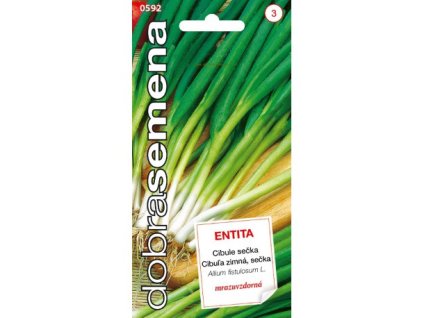 Cibule sečka Entita – zimní odrůda vhodná k celoroční sklizni jemných a aromatických listů.