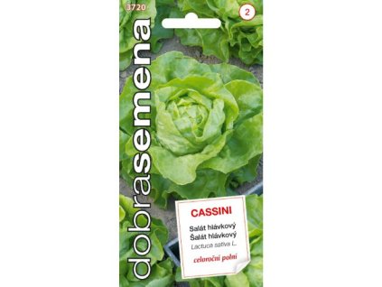 salat-celorocni-cassini-osivo-velka-uzavrena-hlavka