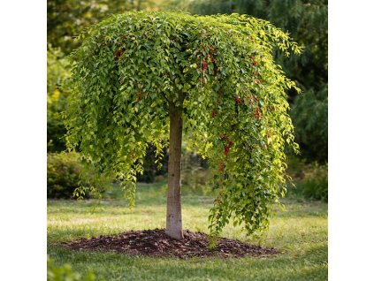 morus alba pendula previsla moruse na kminku s deštnikovitou korunou a srdcitymi listy