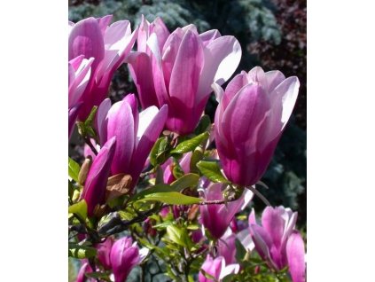 Magnolia 'Susan' (Šácholan)