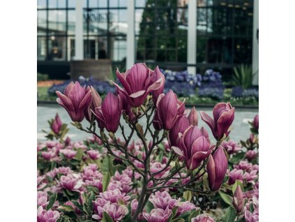 Magnolie 'Susan' (Magnolia 'Susan') kmínek – mrazuvzdorný stromek s purpurově růžovými květy