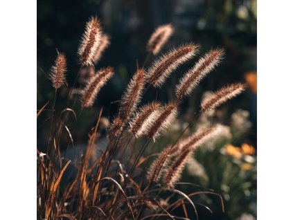 dochan psarkovity pennisetum alopecuroides black beauty tmave klasy
