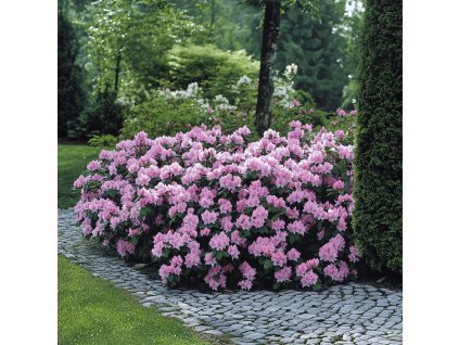 penisnik-anatevka-kvet-a-tmave-zelene-listy-rododendron