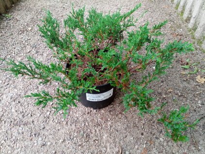 Juniperus horizontalis 'Prince of Wales' (Jalovec polehlý)