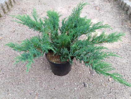 Juniperus sabina 'Tamariscifolia' (Jalovec chvojka)