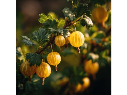 angrest ribes uva crispa hinnonmaeki gul zlute plody na vetvi
