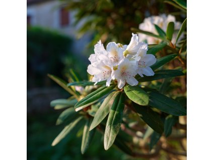 rododendron cunninghams white bile kvety s jemnymi znackami na stalezelenem keri