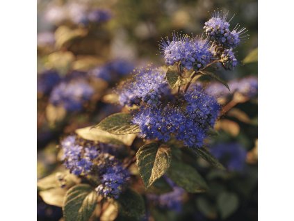 orechoplodec caryopteris clandonensis stephi modrofialove kvety