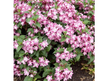 trojpuk-raspberry-sundae-kveteni-ruzevy-bily-kompaktni-ker-zc-smaragd