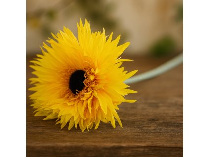 jirina-zluta-bez-listu-na-dlouhem-stonku-jarni-dekorace