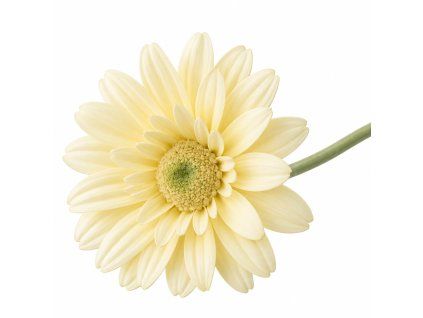 kremova dekorativni gerbera na stonku 1x1