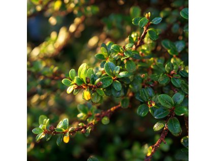 skalnik dammeruv cotoneaster dammeri major drobne leskle listy stalezelenne pudopokryvne dreviny