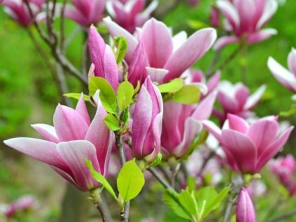 Magnolia 'George Henry Kern' (Šácholan)