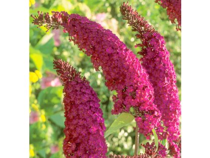 Komule Davidova 'Royal Red' (Buddleja davidii 'Royal Red')