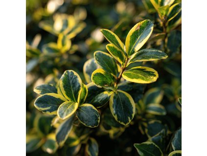brslen japonsky euonymus japonicus marieke listy se zlutym lemem detail