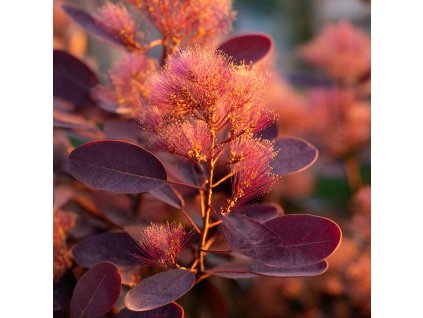 Ruj vlasatá 'Grace' (Cotinus coggygria 'Grace')
