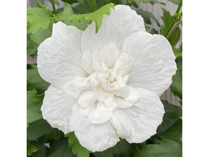 hibiscus white chiffon rose of sharon gc hibwc 01