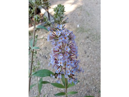 Buddleja davidii 'Lochinch' (Komule Davidova)