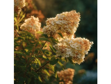 hortenzie latnata hydrangea paniculata hercules velka bila kvetenstvi na zahonu
