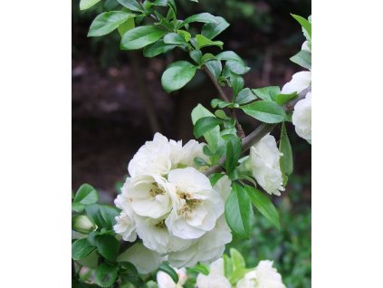 Chaenomeles speciosa 'Yukigoten' (Kdoulovec lahvicovitý)