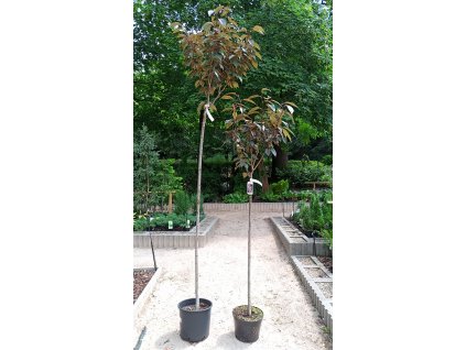 Prunus serrulata 'Royal Burgundy' (Višeň pilovitá)