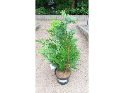 Chamaecyparis lawsoniana 'Alumigold' (Cypřišek Lawsonův)