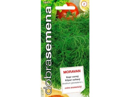 Kopr vonný Moravan – česká odrůda s intenzivní chutí a vůní, ideální pro čerstvé použití, sušení i konzervování.