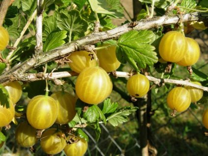 Angrešt žlutý 'Hinnonmaeki Geel' keřový