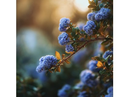 ceanothus gloriosus emily brown modre kulovite kvety na nizkem stalezelenem keri