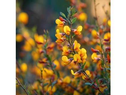 cilimnik firefly cytisus scoparius firefly zluto cervene motylicovite kvety na keri