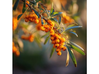 rakytnik resetlakovy hippophae rhamnoides friesdorfer orange plody
