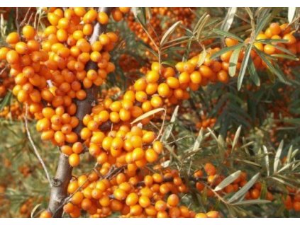 Hippophae rhamnoides 'Leikora' (Rakytník řešetlákový - samice)