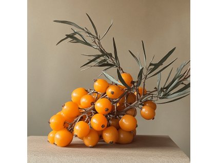 hippophae-rhamnoides-leikora-rakytnik-resetlakovy-samice-