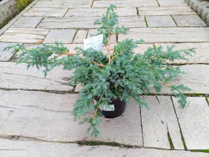 Juniperus squamata 'Blue Carpet' (Jalovec šupinatý)