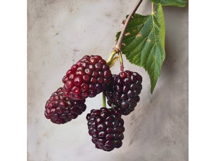 morus-accidosa--mulle-moruse