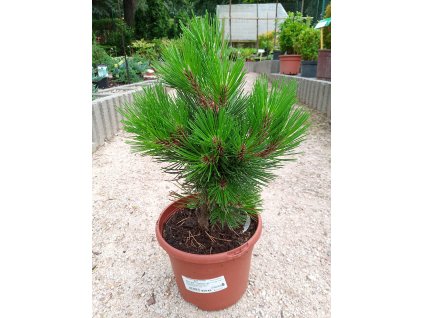 Pinus leucodermis 'Compact Gem' (Borovice bělokorá)