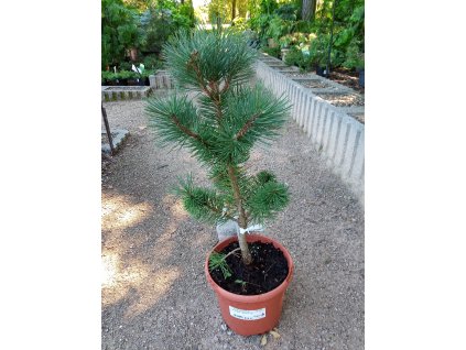 Pinus mugo 'Columnaris' (Borovice kleč)