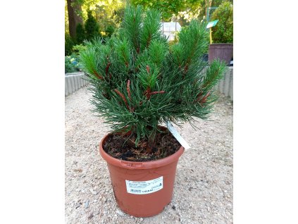 36645 3 borovice klec laurin pinus mugo laurin