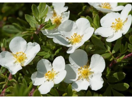 potentilla fruticosa abbotswood 258