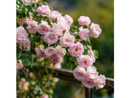 pnoucí růže Rosa ‚New Dawn‘