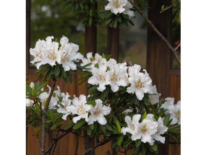 azalea--j-mary-helen-azalka-japonska